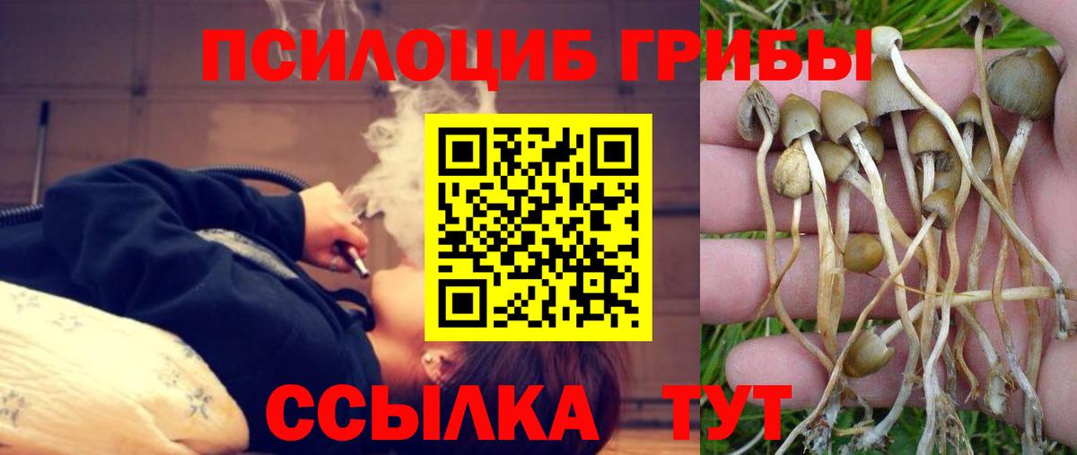 Псилоцибиновые грибы Psilocybe Электросталь